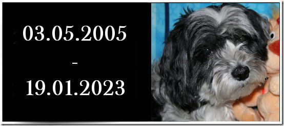 Adieu Blacky